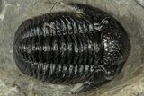 Detailed Gerastos Trilobite Fossil - Morocco #347355-2